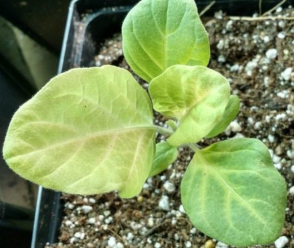 Vergilbte Blätter in Auberginensämlingen