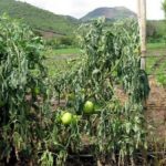 Σταδιακά ξεθωριάζουν όλα τα φύλλα και τα βλαστικά.