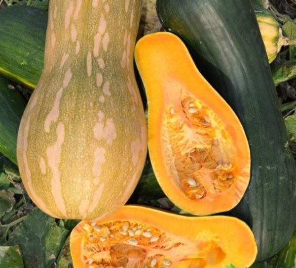 Тиквена перла