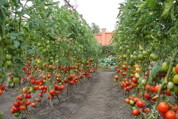 Tomates hautes pour terrain ouvert