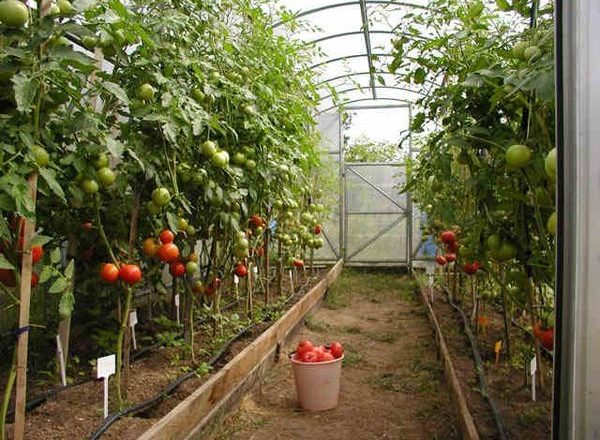 Variétés de tomates de serre