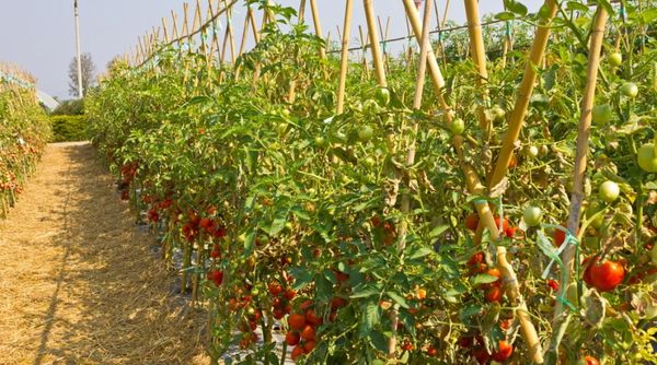 Tomates en pleine terre