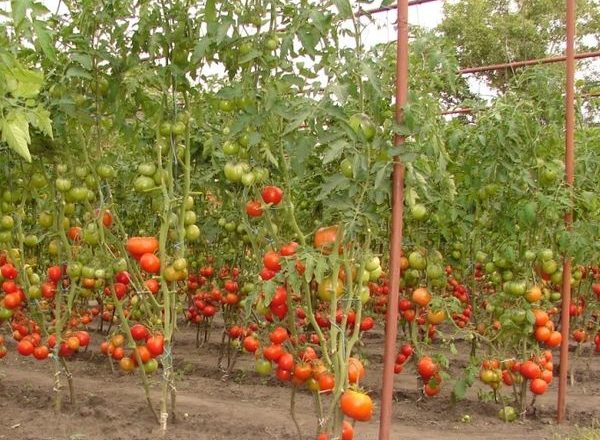 Tomates pour un terrain découvert en Biélorussie