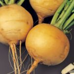 Τι είναι το γογγύλι;