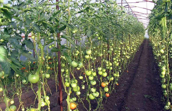 Maladies des tomates en serre