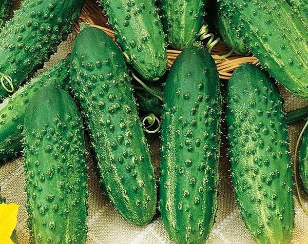  Salatalık sanatçısı