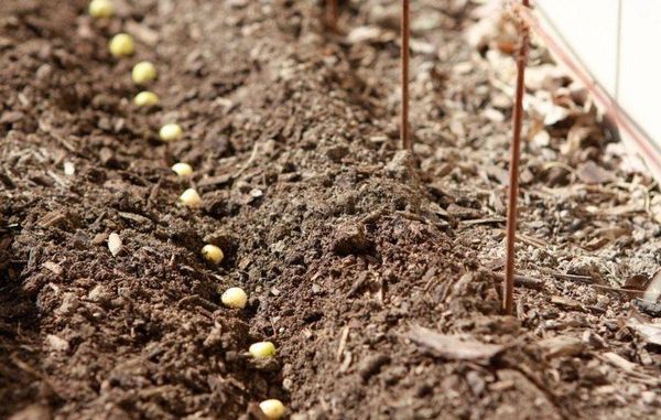 Les pois peuvent être plantés au printemps dès que le sol se réchauffe