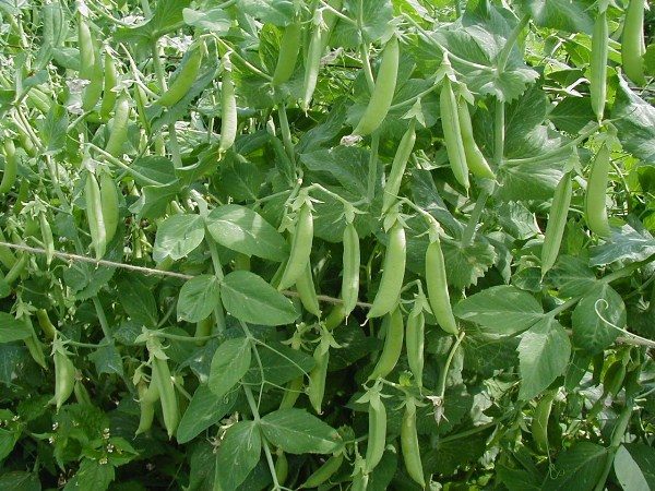 Green young peas in pods