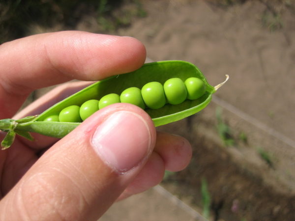 Green, canned, fresh peas are allowed to consume up to 200 grams. per day