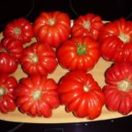 Os tomates mais frutíferos