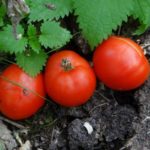Tomates adequados para a região de Leningrado