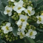 Çiçeklenme yaşamın 2-3 yılında oluşur