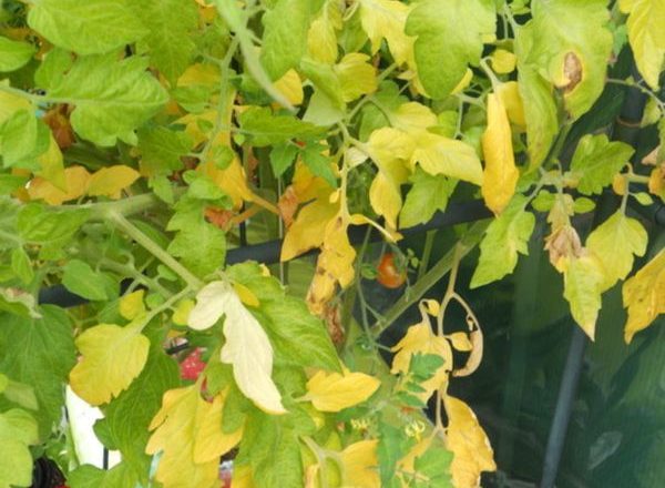Pourquoi les feuilles de tomates jaunissent