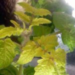 Jaune avec déficit en azote