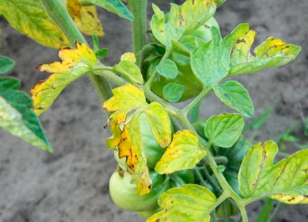 Feuilles de tomate pour fusarium