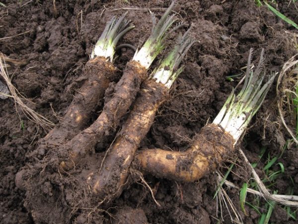 Harvesting horseradish