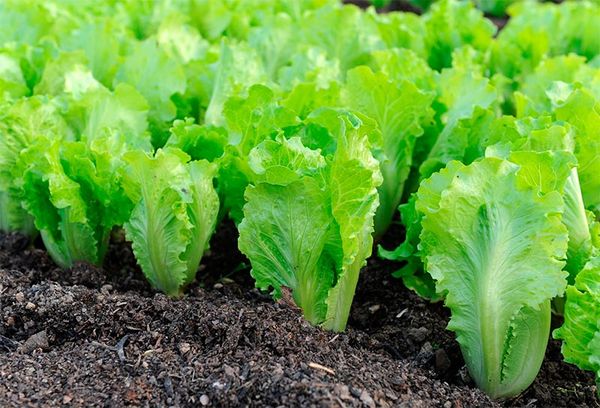  The benefits and harm of lettuce