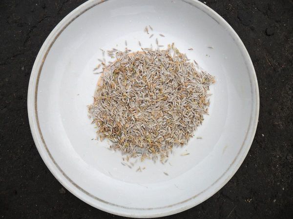 Το βάμμα μαρουλιού βελτιώνει τη γαλουχία του γάλακτος