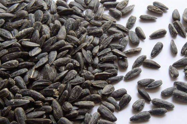 Before planting, sunflower seeds are sorted and soaked in a solution of manganese