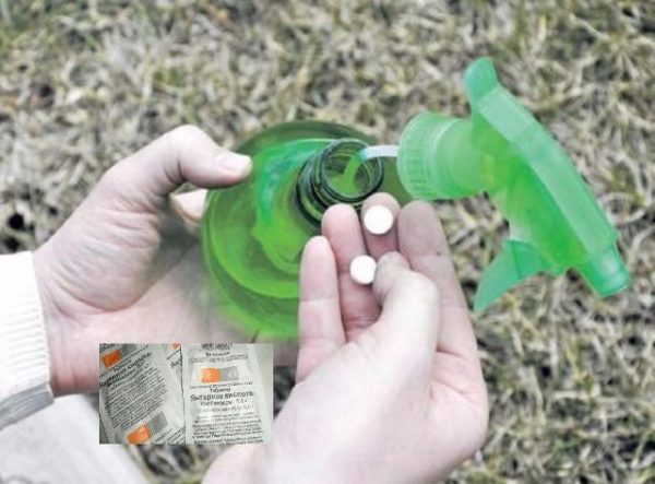 Preparation of a solution of succinic acid