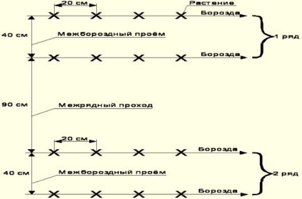 Le schéma de plantation de concombres en serre