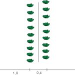 Lo schema di piantare le file accoppiate al cavolo