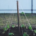 Jarretière concombre lors de la croissance de chevrons