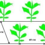Schema di piantagione di cavoli sfalsati