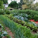 Cavolo crescente con altre verdure