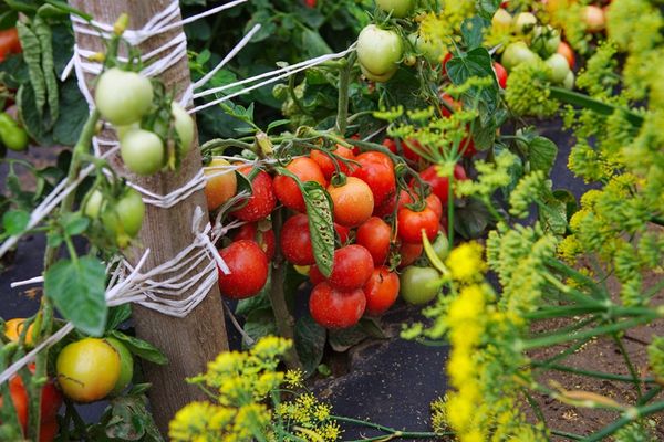 Planting tomatoes in open ground