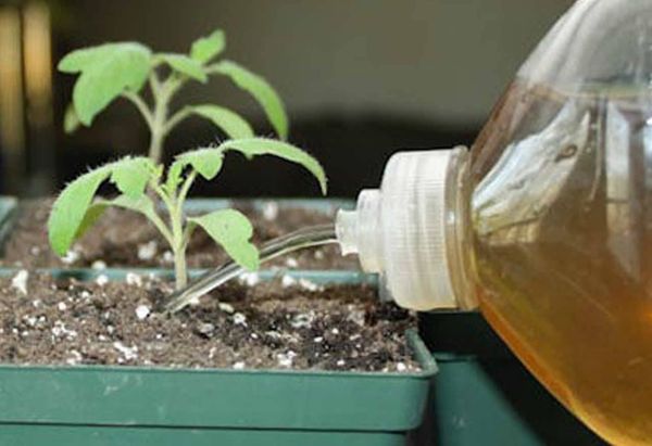 Un excès de médicaments peut nuire à la croissance des plantules