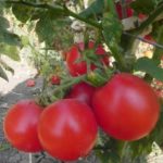 Tomates au sol pour la Biélorussie