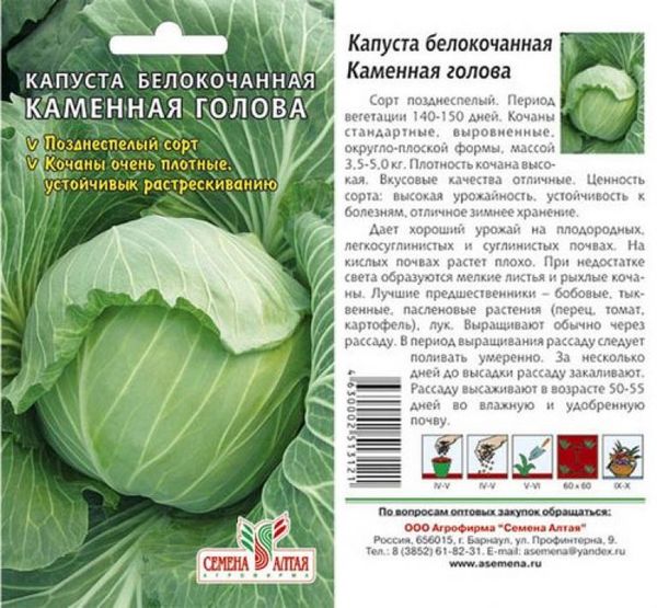 Testa di pietra semi di cavolo