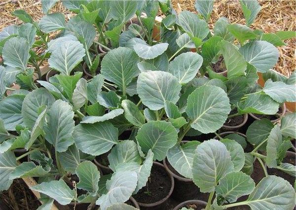 Le piantine sono piantate nel terreno all'inizio di giugno