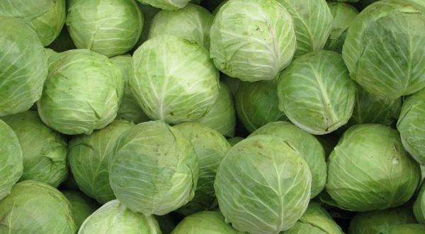 La collezione di teste di pietra prodotte all'inizio di ottobre