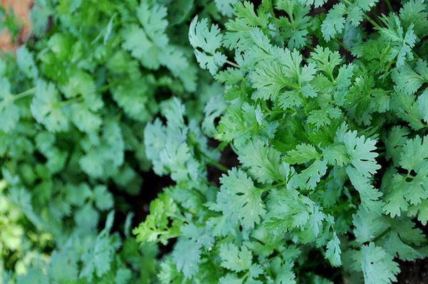  I benefici e i danni del coriandolo