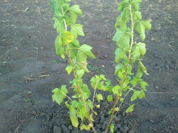 Le tétranyque provoque la déshydratation et le séchage des feuilles de cassis