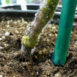 White plaque or how to treat against rot?