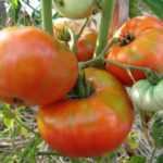 As melhores variedades grandes de tomates