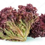 Tipi di foglie di lattuga