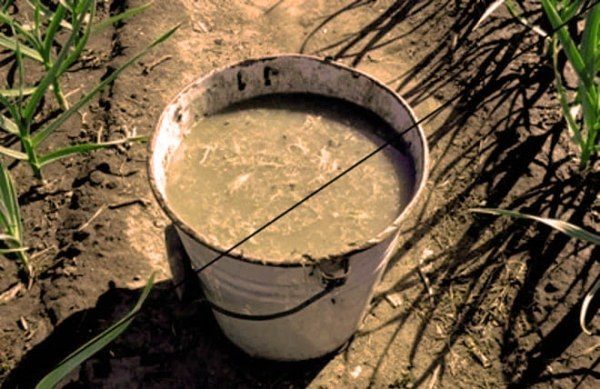 Sous forme liquide, le fumier de lapin va rapidement libérer des substances bénéfiques dans le sol.