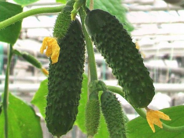 Tanım ve özellikler