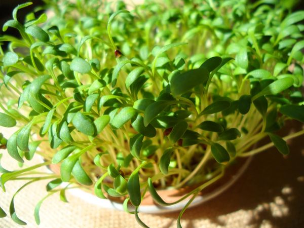  Growing watercress