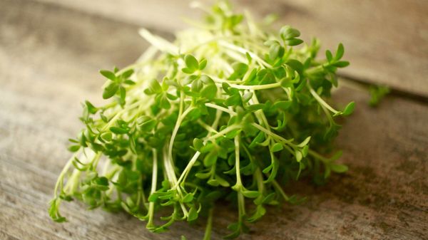 Wenn überschüssige Feuchtigkeit den Geschmack von Brunnenkresse verändern kann