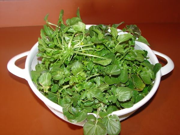 Bewahren Sie Kresse im Kühlschrank auf