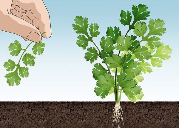 Събиране на кориандър