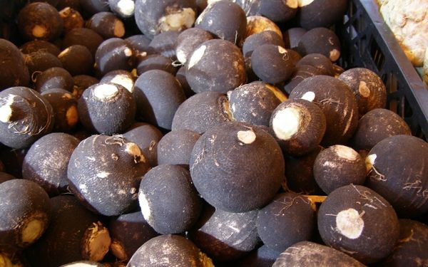 Avant de planter, vous devez décider de la période de stockage des futures racines.