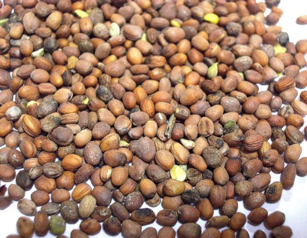 La première chose dont les graines de radis ont besoin pour se calibrer