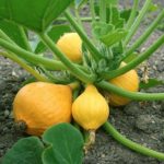 Тиквено храсто злато