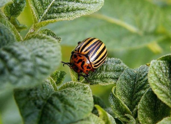  Най-добрите средства за защита на картофения бръмбар в Колорадо